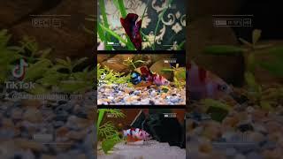 #luckyaquarium #bettafish