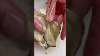 【Rock Oyster】Huge, Fresh Iwagaki Rock Oyster #Shorts #sushi #chefhiro #japan