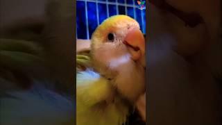 Baby Lovebirds Cuddling with Mommy  #lovebird #bird #weeks #old #trending #shorts