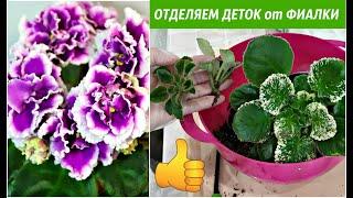 КАК ОТДЕЛИТЬ ДЕТОК от взрослой ФИАЛКИ / САМЫЙ ЛЕГКИЙ способ