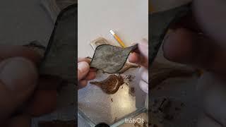 bird #carving #tutorial #easy #cottonwoodbark #beginner