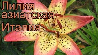 Лилия азиатская Италия (lilium asiatic italia)  Италия обзор: как сажать, луковицы лилии Италия