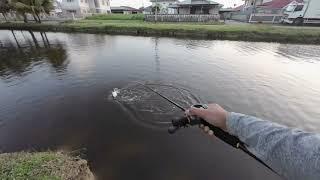 Testing out the Shimano Curado DC | Caught a Juvenile Tarpon