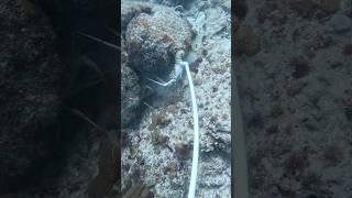 This tool makes catching lobsters easy! #lobstering #diving #lobster
