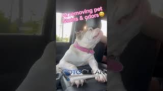  PET STAIN & ODOR REMOVAL 🫧Memphis Area Stone & Steam Cleaning Experts: RotoClean 901-644-8000