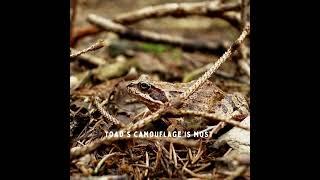 #toad #guerilla #warfare #camouflage best technique