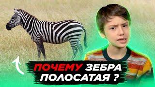 А вы знаете почему зебра полосатая?