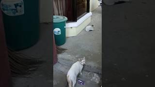  New Stray Cat  #philippines #adventures #shorts
