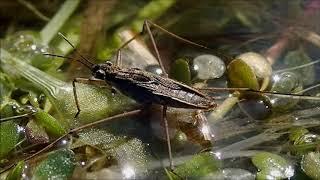 Poelschaatsenrijder/Common pond skater (Gerris lacustris)