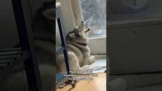 Dramatic Husky Normal dogs vs Huskies#shorts #dog #doglover #dogs #husky #huskydog #huskies