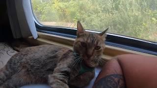 Cat NALA - train ride into Tbilisi 