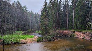 Прогулка по лесной реке, белорусский лес [4K]