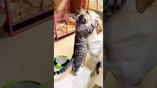 This Dog and Cat Became close friends after this happened. #lovepets #dog #cats