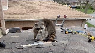 Very Protective Mother Raccoon Runs For Her Baby | Raccoon Removal From Attic