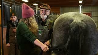 Equine Podiatry Service at Colorado State University