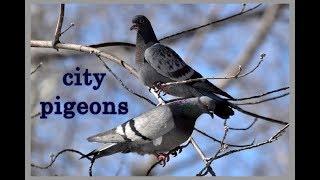 City Black Pigeons - Welcome Spring | MOSCOW 2018