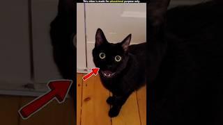 Cursed Black Cat: The Omen of Darkness! 