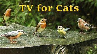 Relaxing TV for Cats - Bird and Rain Sounds in Summer