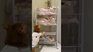 Who’s Awake at Night?  #FunnyCat #AnimalAntics #cat #cute #pets