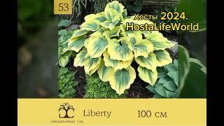 хосты 2024. доступные. #hosta #хоста #хостазаказать #хостадлявас #купитьхосту #хостыдлясолнца