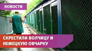 В Уфе скрестили волчицу и немецкую овчарку