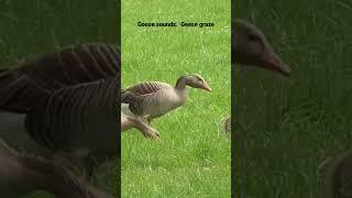 Goose sounds.  Geese graze