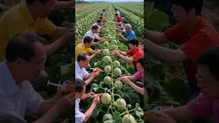 What are they injecting into loofah?#fruit #farming#farm #nature #shorts