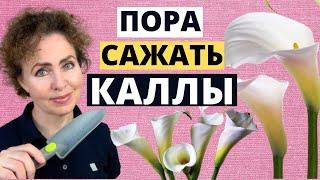 КАЛЛЫ посадка и уход.