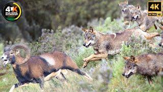 Tragic & Fierce: WOLVES Thrive in WILD CROATIA | Wild Animal Documentary