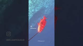 William Pescasub | 2025 #roballen #ocean #roballenspearfishing  #spearfishing #fyp