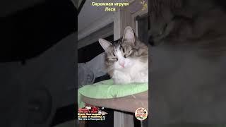Скромная игруля Леся. Modest toy Lesya.