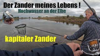 Der Zander meines Lebens .... Bei Hochwasser an der Elbe