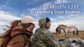 How Russian scientists live in Orenburg steppes | Expedition to the last wild horses on the Earth