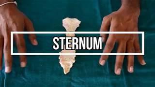 Sternum