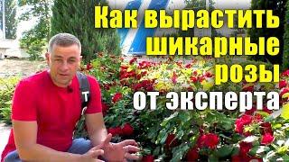 Как вырастить шикарные розы? Все секреты от посадки до цветения. Не растут розы, что делать?