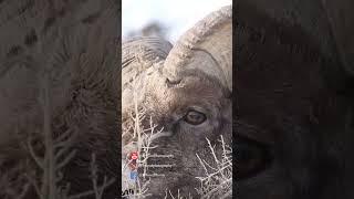 Immerse Yourself In The MAJESTIC World of a BIGHORN RAM - Up CLOSE and PERSONAL!! 