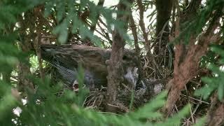 Just Have A Look In The Nest #birds #life #nes