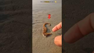 Guardian of the Sea: Rescuing a Stranded Seahorse 