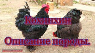 КУРЫ ПОРОДЫ КОХИНХИН. Описание плюсы, минусы породы.