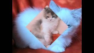 Наполеон - карликовая кошка (Napoleon Cat) породы кошек( Slide show)!