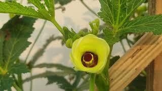 Ladyfinger Flower Blooming