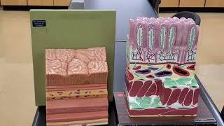 Professor Long 2402 Lab Digestive Wall Models