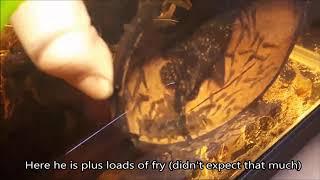 Narybek Zbrojnika Niebieskiego // Bristlenose pleco fry // Baby plecos