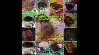 Welcome to Rodent Rascals Adventures with Tracy, Penny, & Lincoln