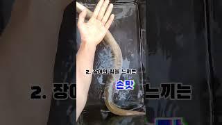 전투팀 장어낚시 란? 장어낚시 매력에 푹 빠지다.