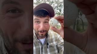 Help me solve this mystery! #goldballs #pgatour #farming #pigs