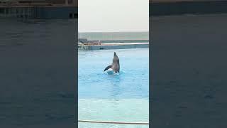 Grand Sirenis Riviera Maya Mexico | Free Dolphin Show Mexico