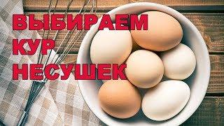 ТОНКОСТИ ВЫБОРА ХОРОШЕЙ КУРИЦЫ НЕСУШКИ