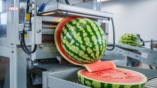 How MILLIONS of WATERMELONS are Harvested & Processed | Watermelon Farming