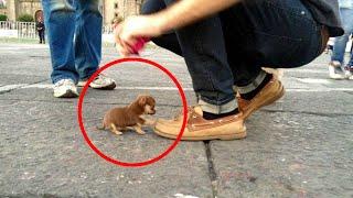 Top 10 Smallest Dogs in the World